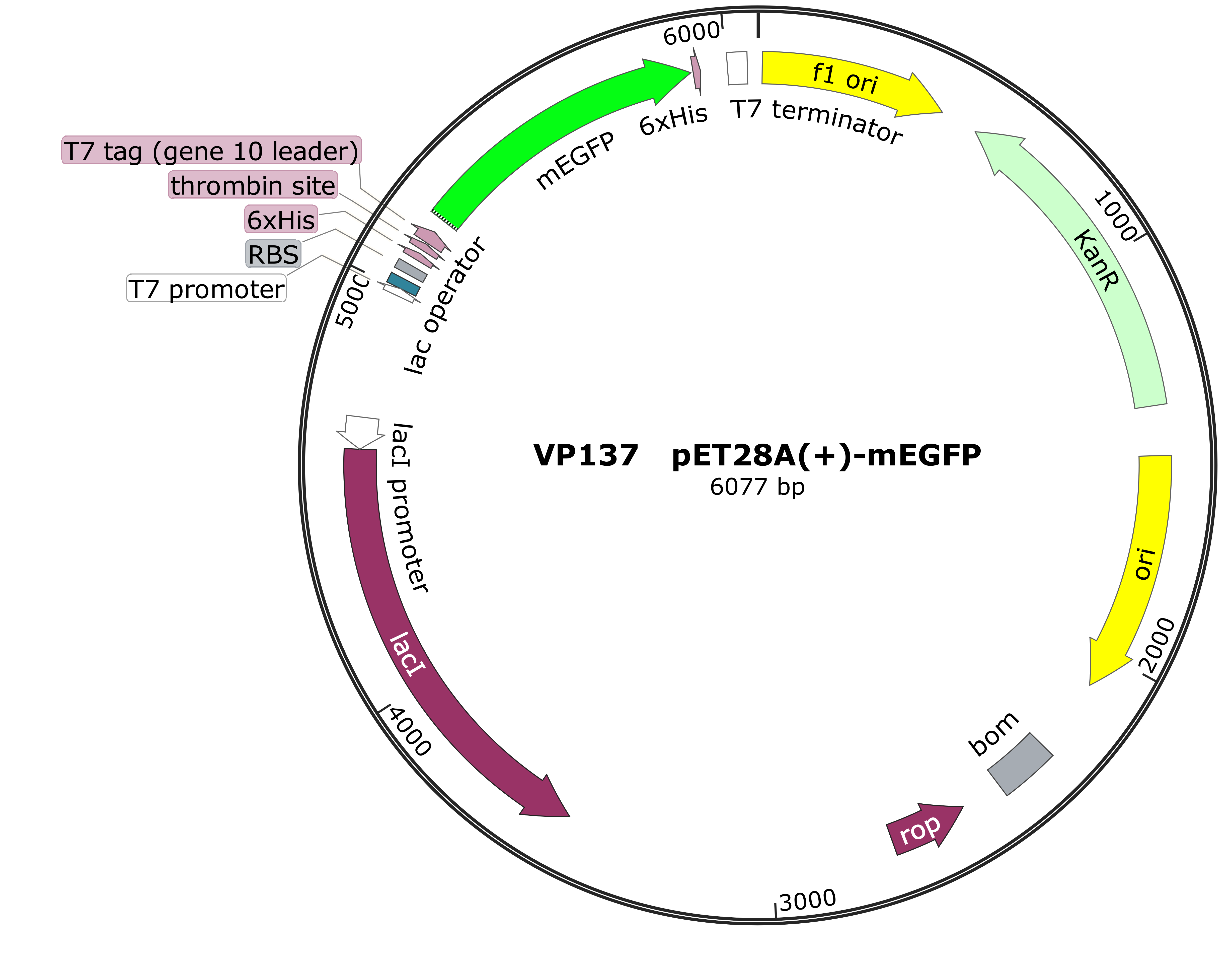 pET28A-mEGFP